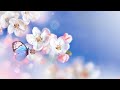 3시간 따듯한 봄맞이 힐링음악 🎵 아침음악, 스트레스해소음악, 명상음악, 요가 (Spring Love)