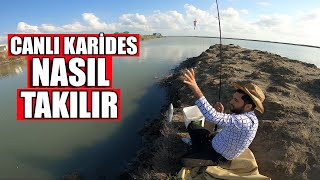 Canlı Karides Nasıl Takılır ? Kıyıdan LRF At Çek Balık Avı