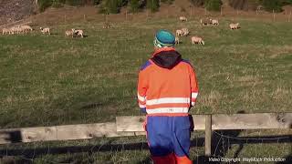 Do sheeps only listen to their shepherd's voice?