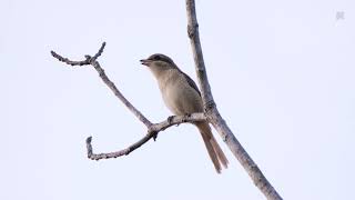 เสียงนกอีเสือสีน้ำตาล Brown shrike