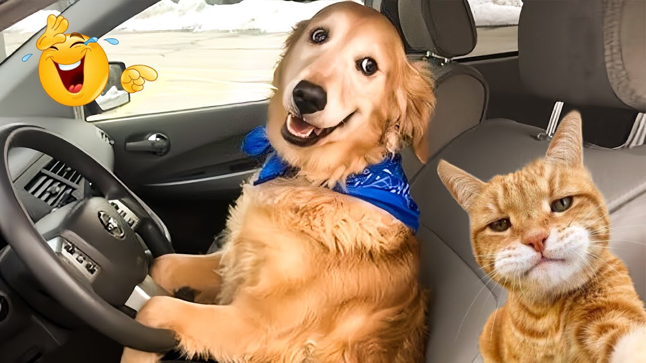 The Funniest Cats And Dogs Videos Of 2024 рџ јрџђ Funny Dogs And Cats Make
