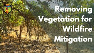 Wildfire Prevention Tips: How to Remove Vegetation for Effective Wildfire Mitigation