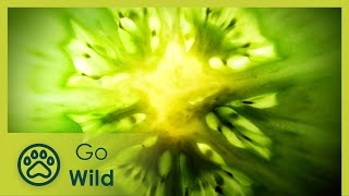 Triumph of the Tomato - Go Wild