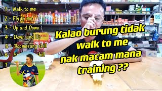 Macam mana Training Recall kalau Burung tidak walk to me ----| Cockatiel |Training Parrot Freefly