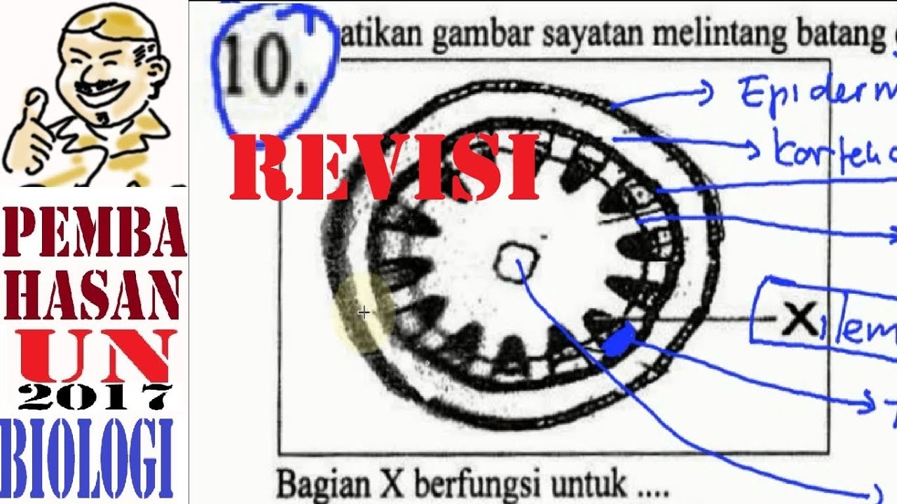 Gambar Penampang Melintang Batang Dikotil Dan Monokotil – Analisis