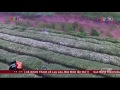 Tin Tức VTV24 - Ngày 24/11/2016: Cúc Họa Mi Về