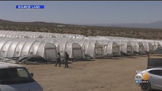 Congressman: Illegal Antelope Valley Pot Grows Being Run By International Drug Cartels