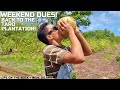 Taro Farming. Weekend Norms. Harvesting & Replanting Taros!