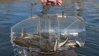 How to make a fish trap in 30 seconds