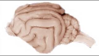 Neuroscience Letters | Wikipedia audio article