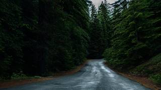 Road in Forest | Cinematic Shot | Free stock footage | Free HD Videos - no copyright
