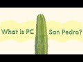 What is PC San Pedro? [Understanding and Identifying PC Trichocereus]