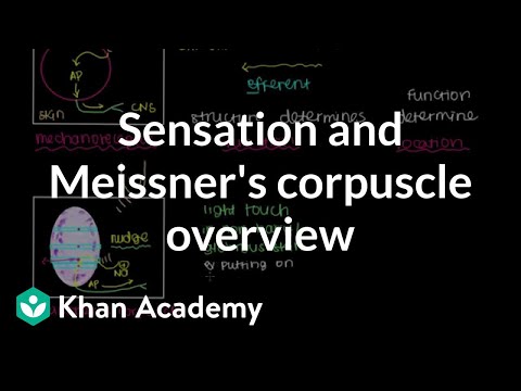 What is the function of the Meissner’s corpuscle quizlet?