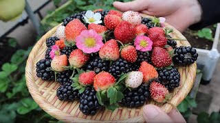 Hái DÂU TÂY VÀ MÂM XÔI TRỒNG SÂN THƯỢNG CHÍN NHIỀU HÁI KHÔNG KIP | Strawberries and raspberries