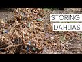 Digging, Dividing, and Storing Dahlia Tubers for Winter - Dahlia Tuber Care in the Cut Flower Garden