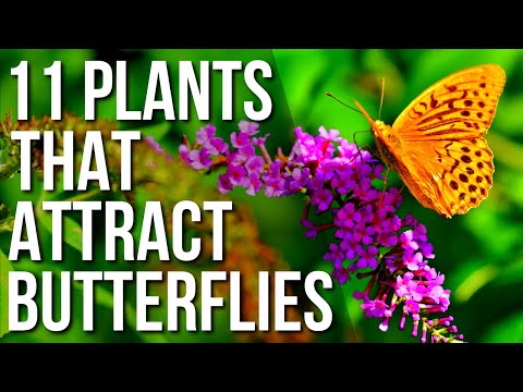 Do butterflies like flowers?