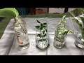 Water Rooting Hoyas