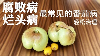 轻松防治番茄最容易得的两种病：烂头病和脐腐病 / 輕松防治番茄最容易得的兩種病：爛頭病和臍腐病