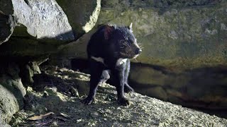 Baby Tasmanian Devils Start to Explore | 4K UHD | Seven Worlds One Planet | BBC Earth