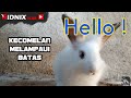 Hello!! | Haiwan Paling Sensitif | Ridnix Vlog