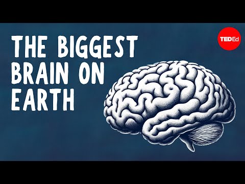 What the biggest brain on Earth can do - David Gruber and Shane Gero