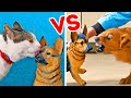 KUCING VS ANJING || PRANK DAN TRIK LUCU SEPUTAR HEWAN PELIHARAAN