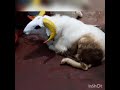 Bakrid 2022 highlights