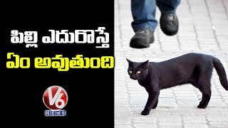 What Happens When A Cat Crosses Your Path? | Black cat | Superstitions | Manchimata | V6 News