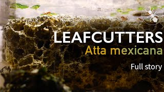 LEAFCUTTERS - FULL STORY! ATTA MEXICANA