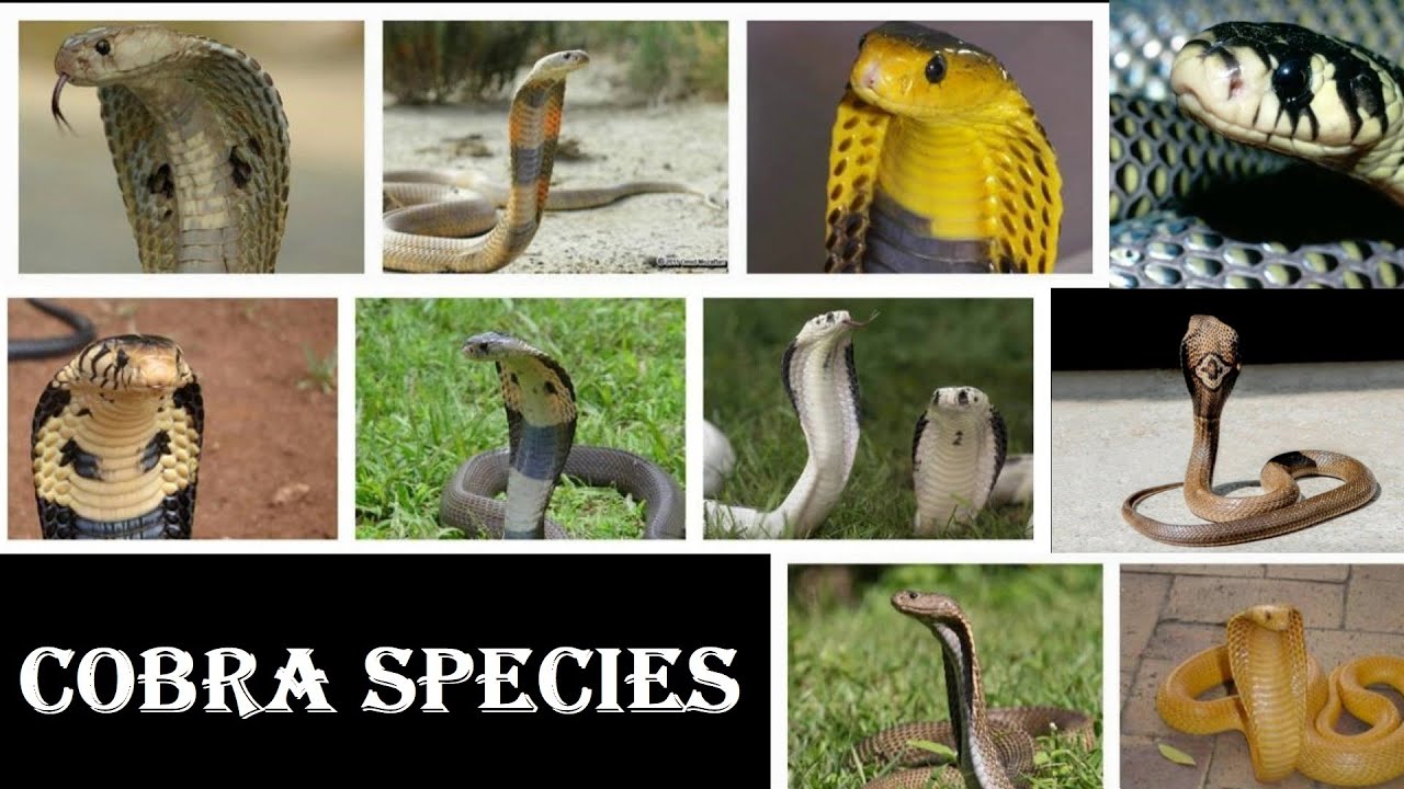 Cobra Species - All Cobra Snake Species Of The World - YouTube