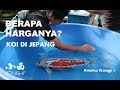 Harga Koi di Jepang 2019 (IKEAGE, Amatsu Mudpond) Bag 2 | Tutorial  Kolam Koi (21)