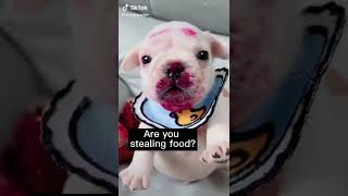 Dogs funny videos | Dogs Family #Dog#ShortVideo