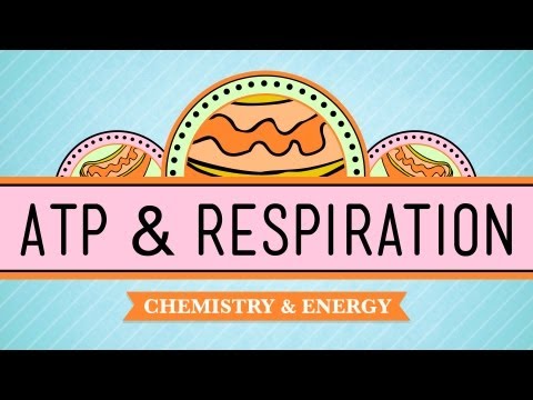 ATP & Respiration: Crash Course Biology #7 ATP & Respiration: Crash Course Biology #7