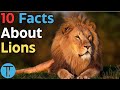 10 Captivating Facts About Lions | Facts No Less