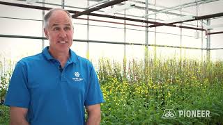 Q&A with our Research Scientist | Pioneer seeds