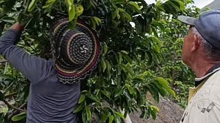 GUANABANA, NO CORTES TU ARBOL SI ESTA MUY ALTO, MEJOR HAZ ESTO