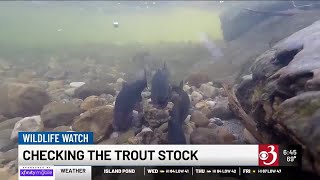 Wildlife Watch Trout Stocking