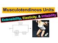 How Do Your Muscles and Tendons Work Together? The Secrets of Musculotendinous Unit Behavior #BME310