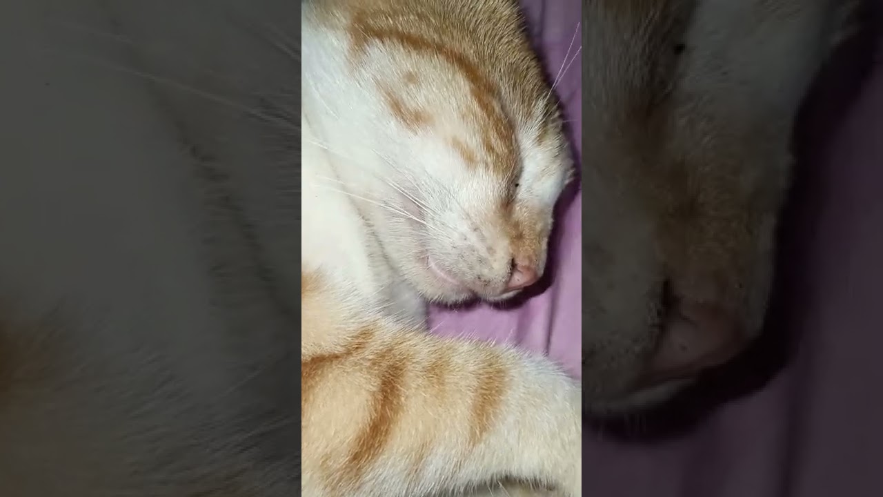 Tulog Mantika Si Moning Shorts Cats Youtube