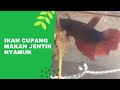 Ikan Cupang Makan Jentik Nyamuk #shorts