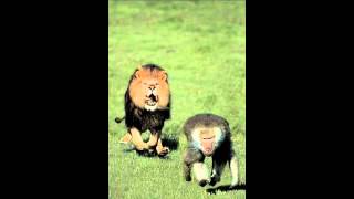 Signifying Monkey