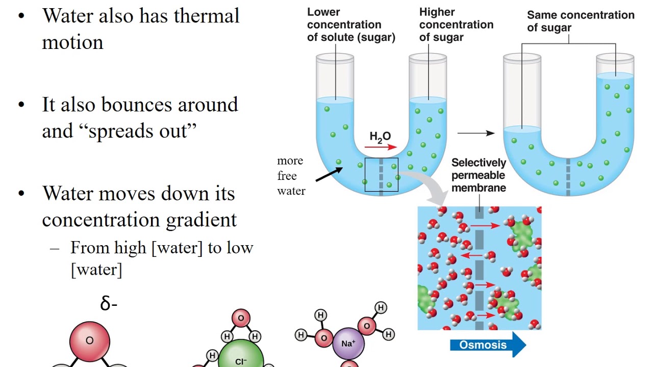 Lab 8 Diffusion And Osmosis - YouTube