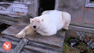 Polar bears take over abandoned Soviet research station