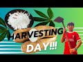 Family Cassava Harvest and Cooking Adventure | From Farm to Table at Ali's Acre