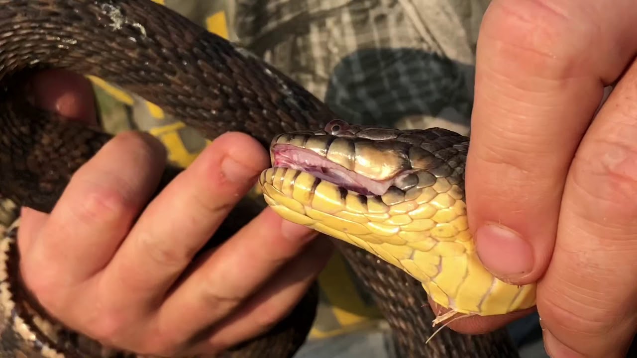 Plain Belly Water Snake Vs. Diamondback Water Snake Vs. Cottonmouth ...