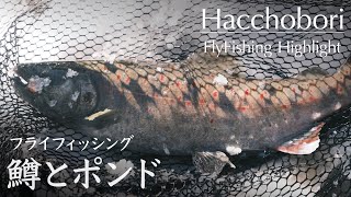 鱒とポンド｜フライフィッシング 2024.2.12 Flyfishing Highlight