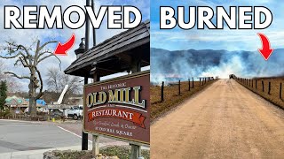 PIGEON FORGE Loses Giant Iconic Tree & CADES COVE Fire Aftermath!