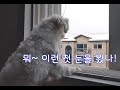 (141)  11월의 이런 폭설은 처음~😲  It's the first time I've seen this kind of heavy snow in November (Eng Sub)