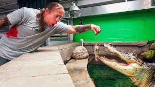 FEEDING MY HUGE PET ALLIGATOR A BUNCH OF RATS!! | BRIAN BARCZYK