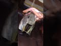 Mechanical bull twerk laffy taffy